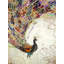 Peacock With Gold Feathers Print On Canvas