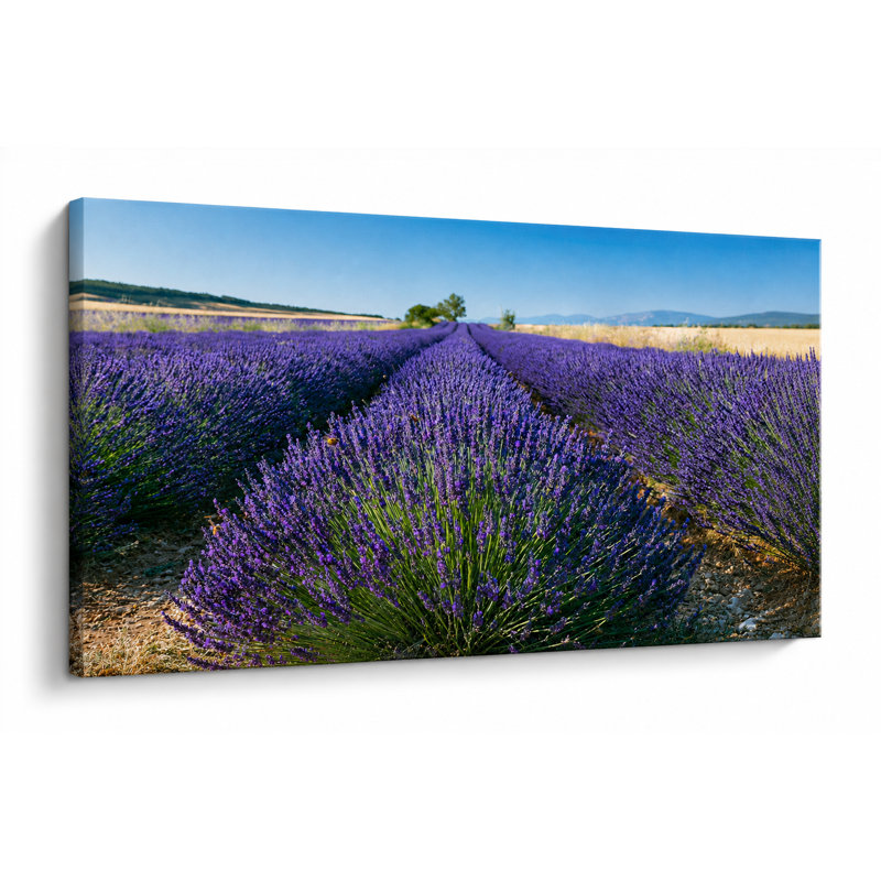 «Lavender Horizon Escape», art mural panoramique sur toile de lavande, H 24 po x l 48 po x P 1,5 po
