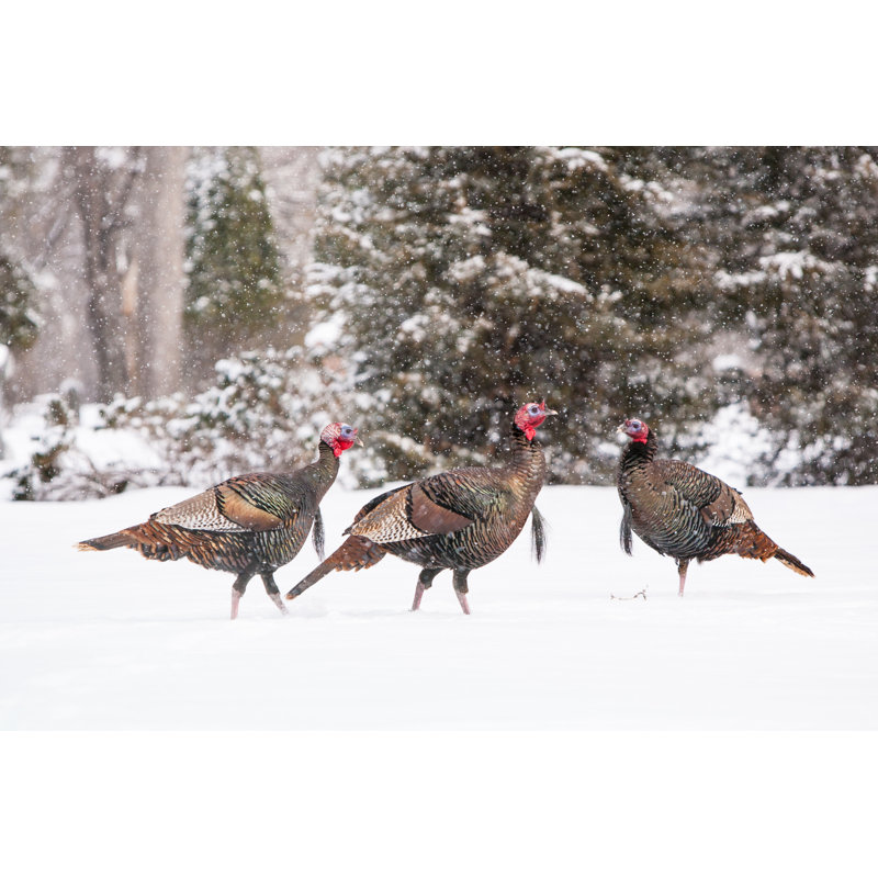 Wild Turkeys In Snow by FiledIMAGE - Wrapped Canvas Print, 30cm H x 46cm W