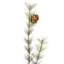 36" Potted Skip Pine Tree With Cone