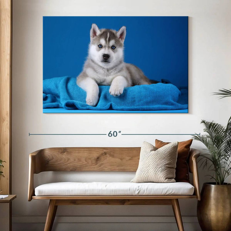 Chiot Husky aux yeux bleus, H 34 po x l 51 po