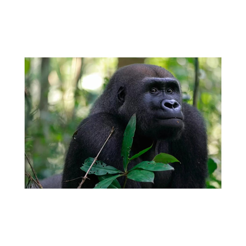 Fifteen Year Old Silverback Western Lowland Gorilla, Bateke Plateau National Park, Gabon by Cyril Ruoso - Wrapped Canvas Print