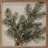 Simple Pine Branches-1508934971