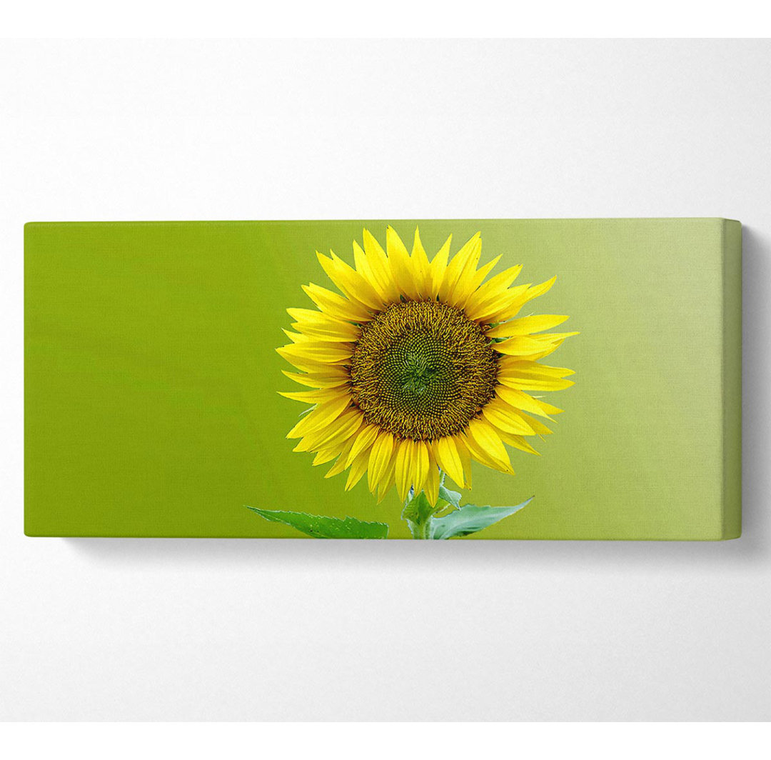 Einzelne Sonnenblume - Wrapped Canvas Kunstdrucke