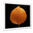White Single Picture Framed