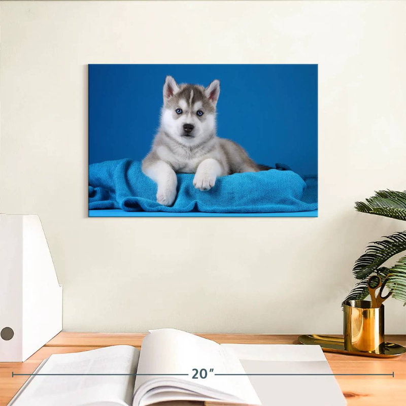 Chiot Husky aux yeux bleus, H 8 po x l 12 po