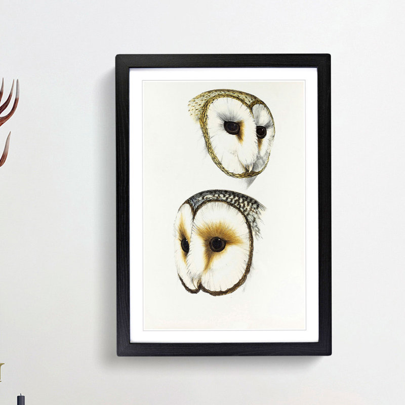 Illustration of Two Owls by John Gould - Picture Frame Painting Print, 48cm H x 36cm W x 2cm D, Black Framed