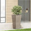 MGO PLANT