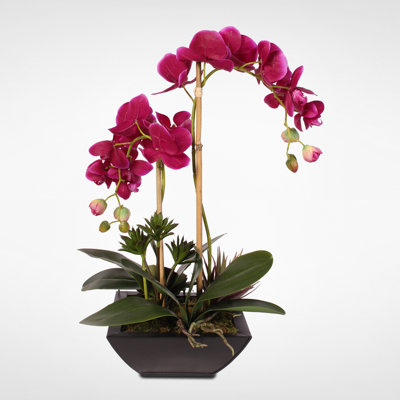 Real Touch Phalaenopsis Orchid with Artificial Succulents Floral Arrangement in Planter