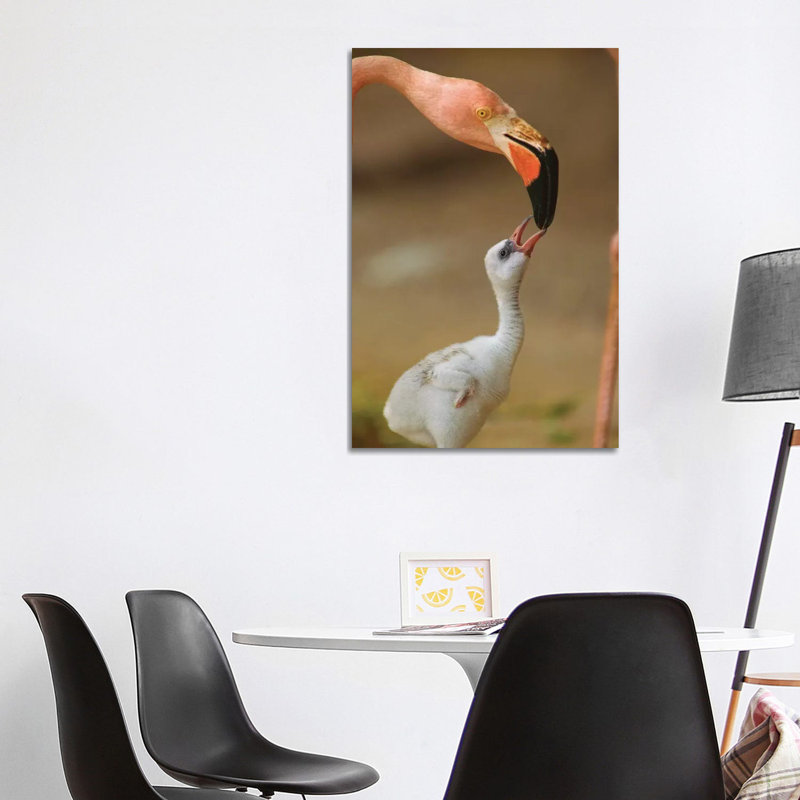 Greater Flamingo Mother And Begging Chick, Caribbean by Tim Fitzharris - Wrapped Canvas Print