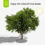 Iron Tree Seat