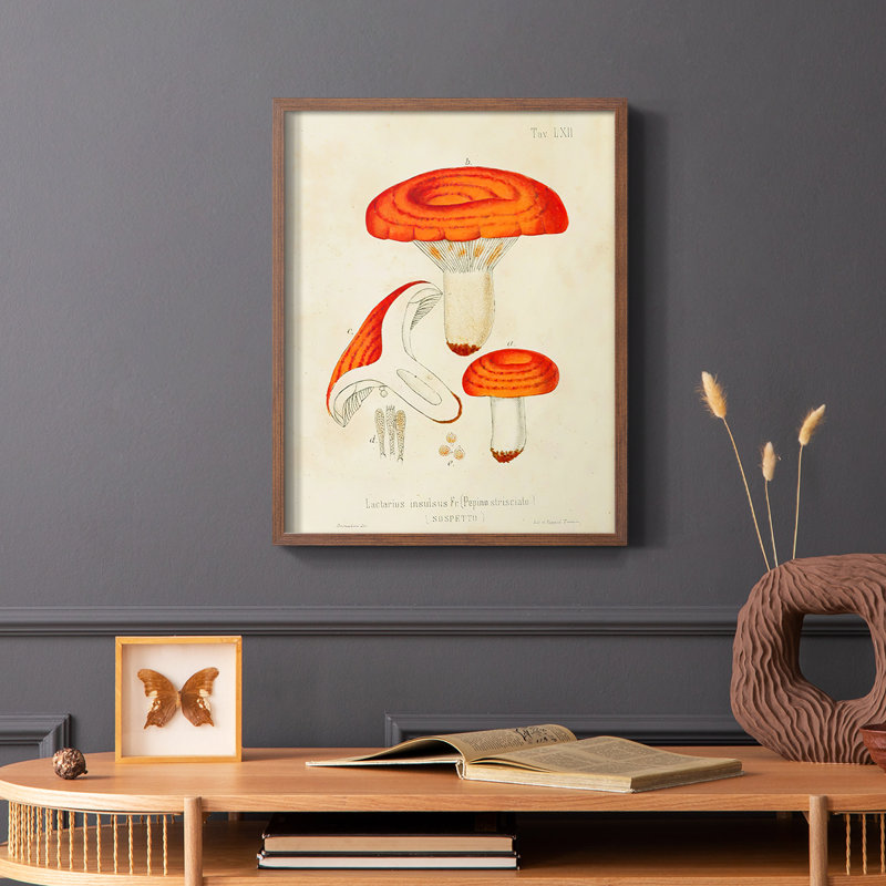 «Mushroom Variétés», reproduction encadrée en bois massif, Brun, H 20 po x l 16 po