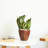2-Pack 10 In.Dark Wood Plastic Self-Watering Planter Pot