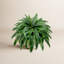 Ensemble de 2 plantes en pot 45 po 