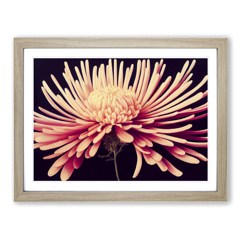 Lively Chrysanthemum Flower 1 Piece Single Picture Frame Wall Art, 25cm H x 34cm W x 2cm D, Oak