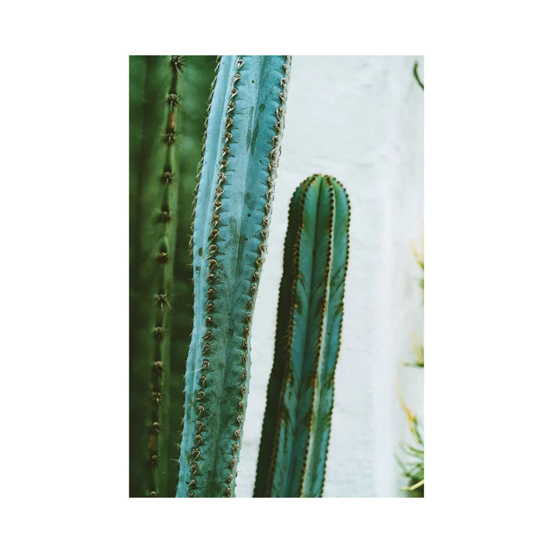 California Cactus Garden II by Bethany Young - Print on Canvas, Wrapped Canvas, 30.48cm H x 20.32cm W x 1.91cm D
