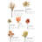 Balceta 17'' Pampas Grass Plant