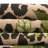 Asuna Green_Unique Loom Andromeda Outdoor Modern Rug-58040453