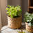 Pot Planter-1337045686