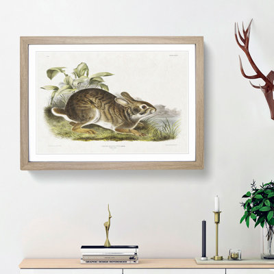 Swamp Hare by J.W. Audubon - Picture Frame Art Prints