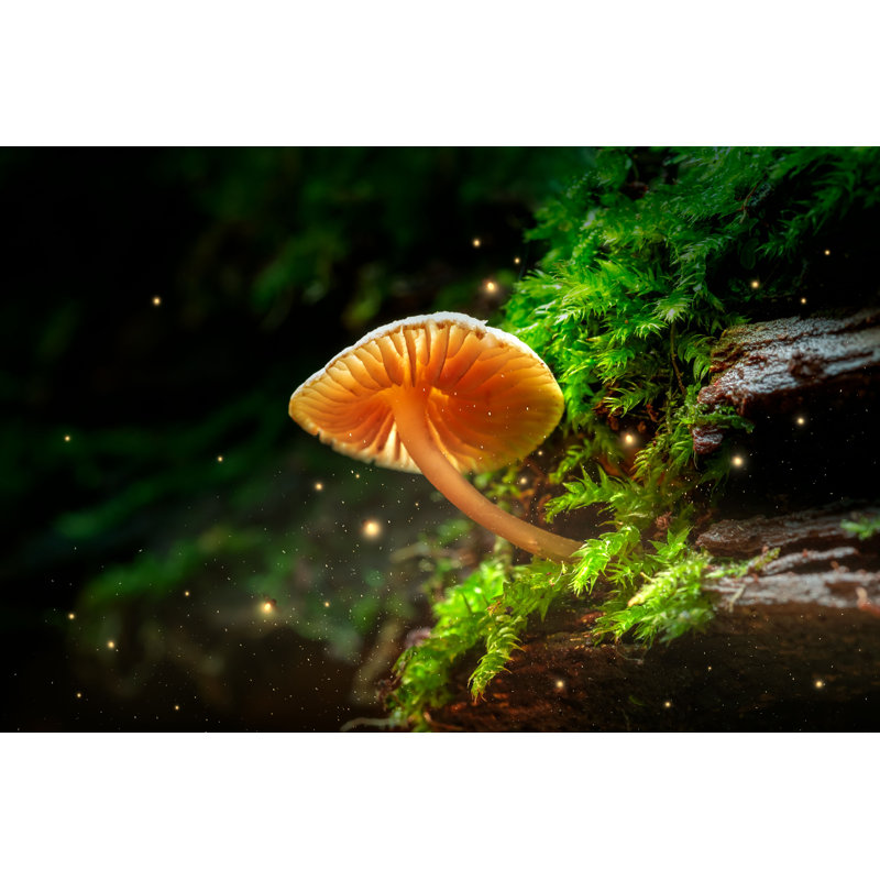 Champignon et lucioles dans la forêt magique - Photographie sur toile tendue, H 20 po x l 30 po