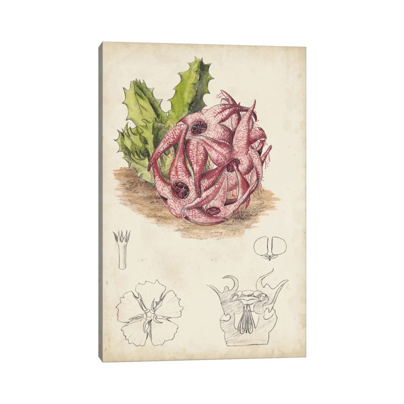 Antique Cactus III by Curtis - Wrapped Canvas Print, 66.04 cm H x 45.72 cm W x 3.175 cm D