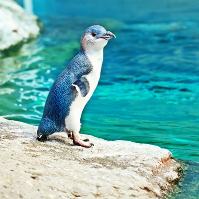 Pingouin bleu - photographie sur toile tendue