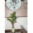 Panama 76.6 " H Faux Dracaena Tree in Fiberstone Planter