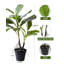 Figuier figuier en pot-1422757176