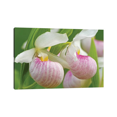 Lady Slipper Patch by Brian Wolf - Wrapped Canvas Print