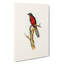 Chestnut-breasted Cuckoo by Elizabeth Gould - Wrapped Canvas-55371659