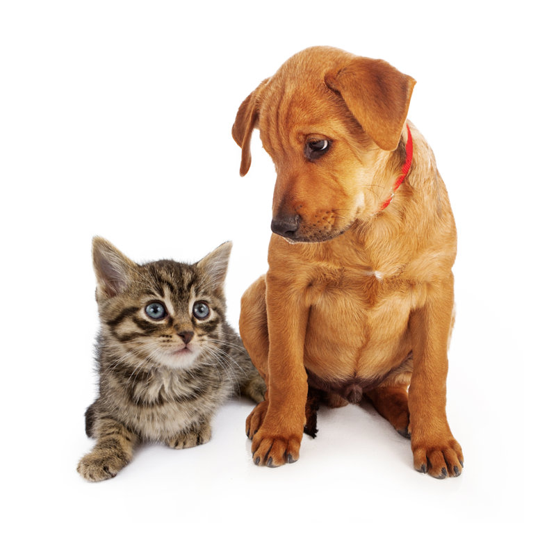 Chiot regardant un chaton - photographie sur toile tendue, H 12 po x l 12 po