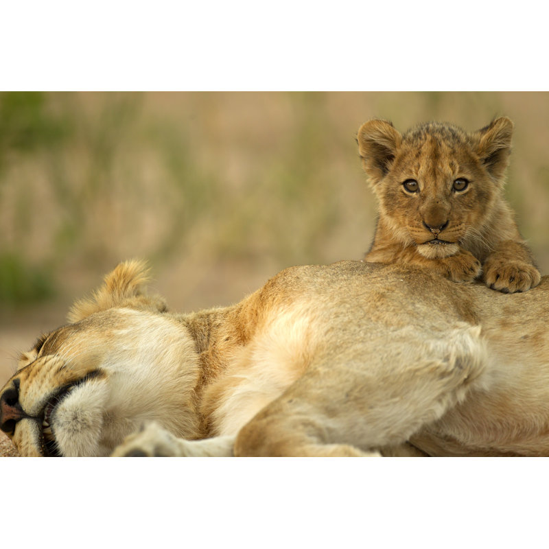Lionceau avec maman par Lyleregg, H 8 po x l 12 po