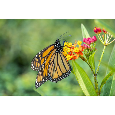 Aalyah Monarch Butterfly by Johnandersonphoto - Wrapped Canvas Print