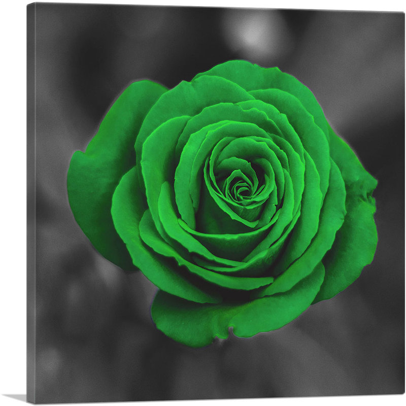 «Green Rose Flower in Garden», reproduction de photo sur toile tendue, H 26 po x l 26 po x P 0,75 po
