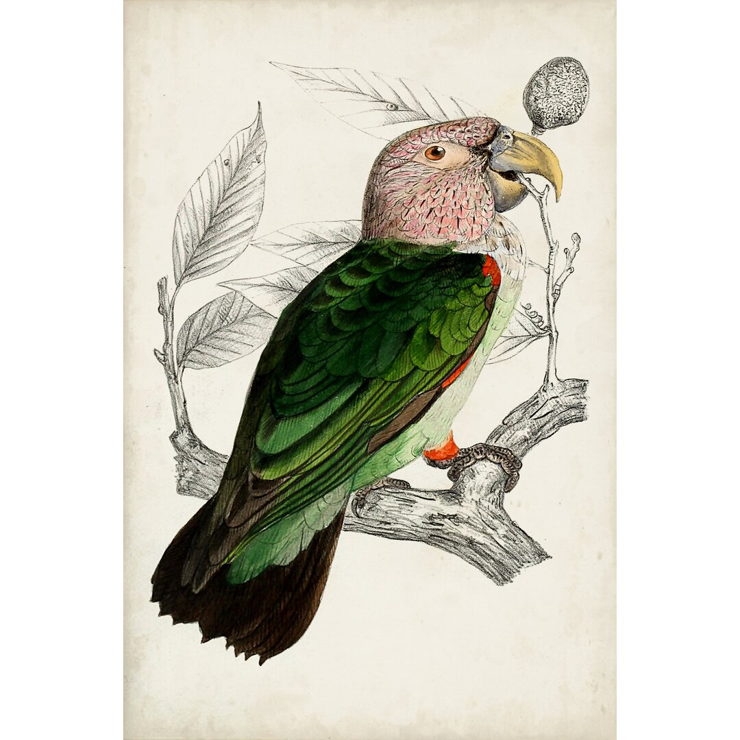 Leinwandbild Antique Parrot Pair I