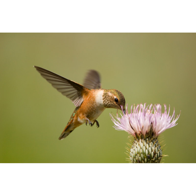 Rufous Hummingbird On Thistle Flower by BirdImages - No Frame Print on Canvas, 61cm H x 91cm W