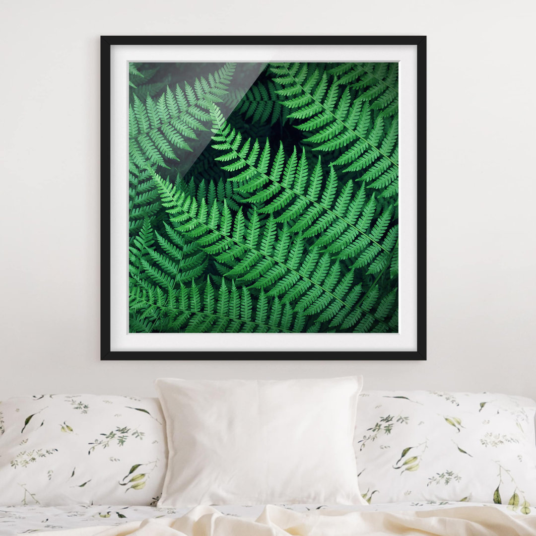 Gerahmtes Poster Ferns