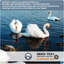 Oreiller en duvet d'oie-369047494