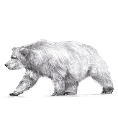 " Wildlife Trail III " by Melissa Wang Painting Print