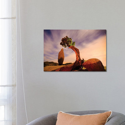 Juniper Tree at Jumbo Rocks - Joshua Tree National Park 1 Piece Wrapped Canvas Wall Art