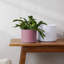 Pot à fleurs rond intérieur / extérieur en plastique moderne avec soucoupe-1944428763-1933896410