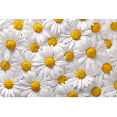 «Daisies» par Malerapasso