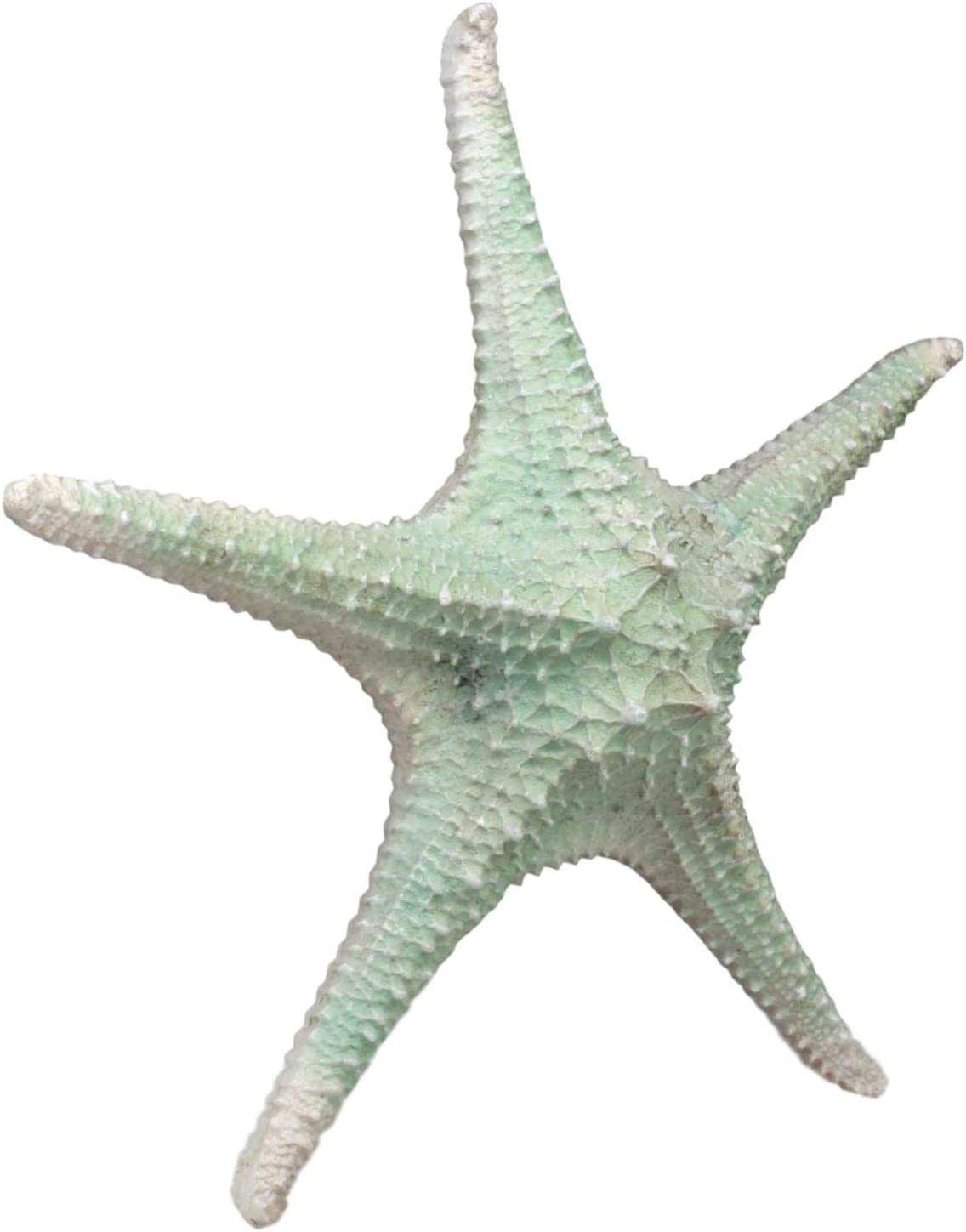 Sea Start Shell Highland Dunes Coplin Ebros Large Jumbo Ocean Coral Sea Star Shell ...