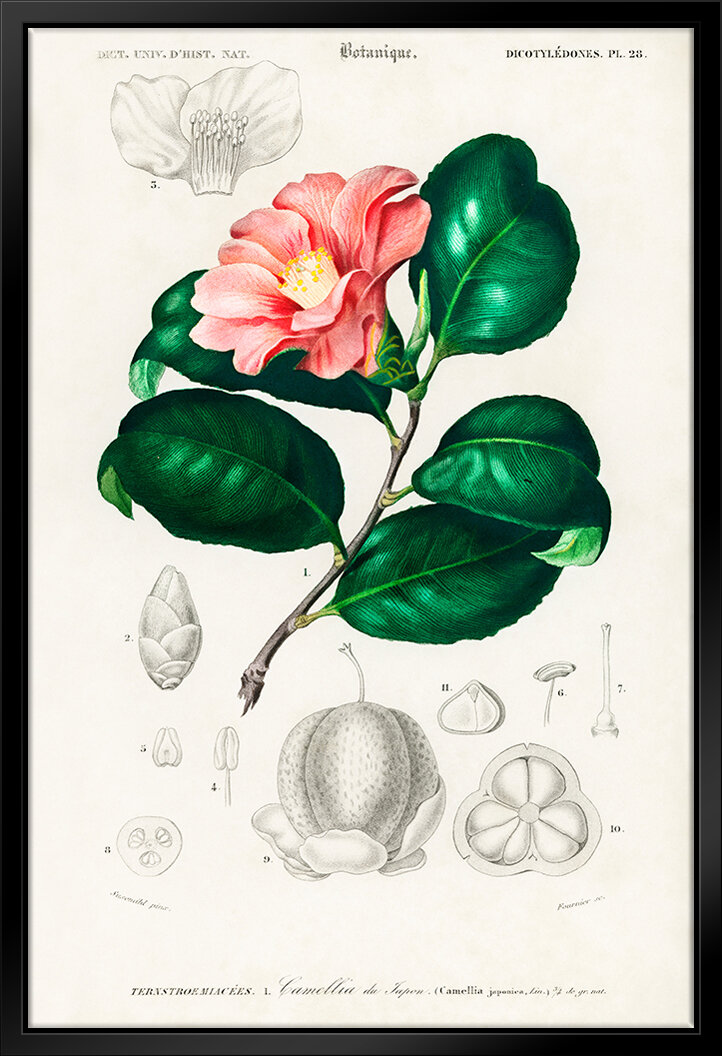 https://assets.wfcdn.com/im/95594859/compr-r85/1970/197067007/camellia-japonica-framed-on-canvas-by-stanley-print-house-print.jpg