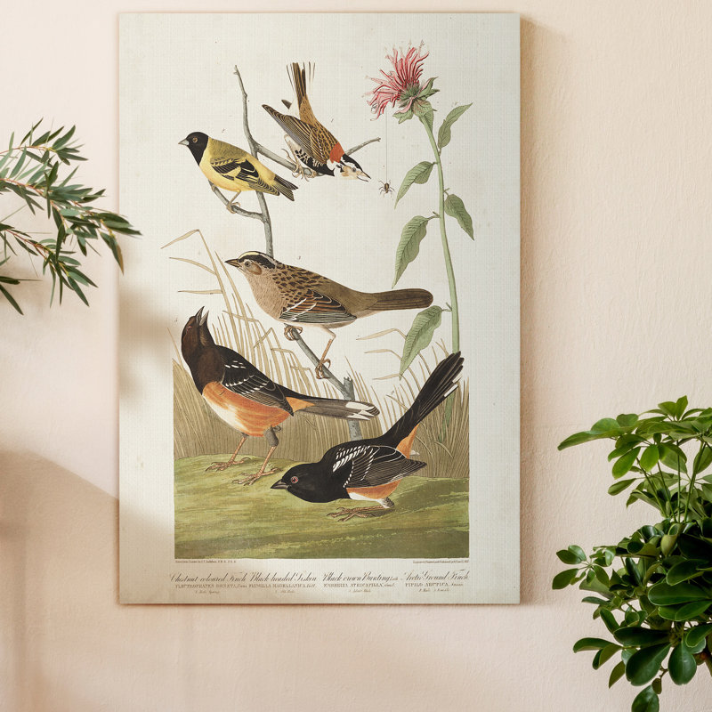 Pl 394 Finch couleur châtaignier - reproduction sur toile tendue, H 27 po x l 18 po x P 1 po