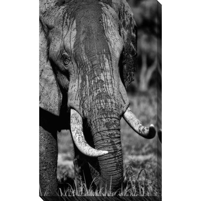 «Golden Eyes», reproduction de photo, H 48 po x l 28 po x P 1,5 po, Toile tendue