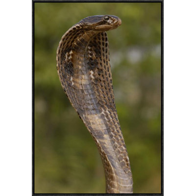 " Spectacled Cobra With Hood Flared "