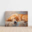Impression sur toile encadrée Golden Retriever