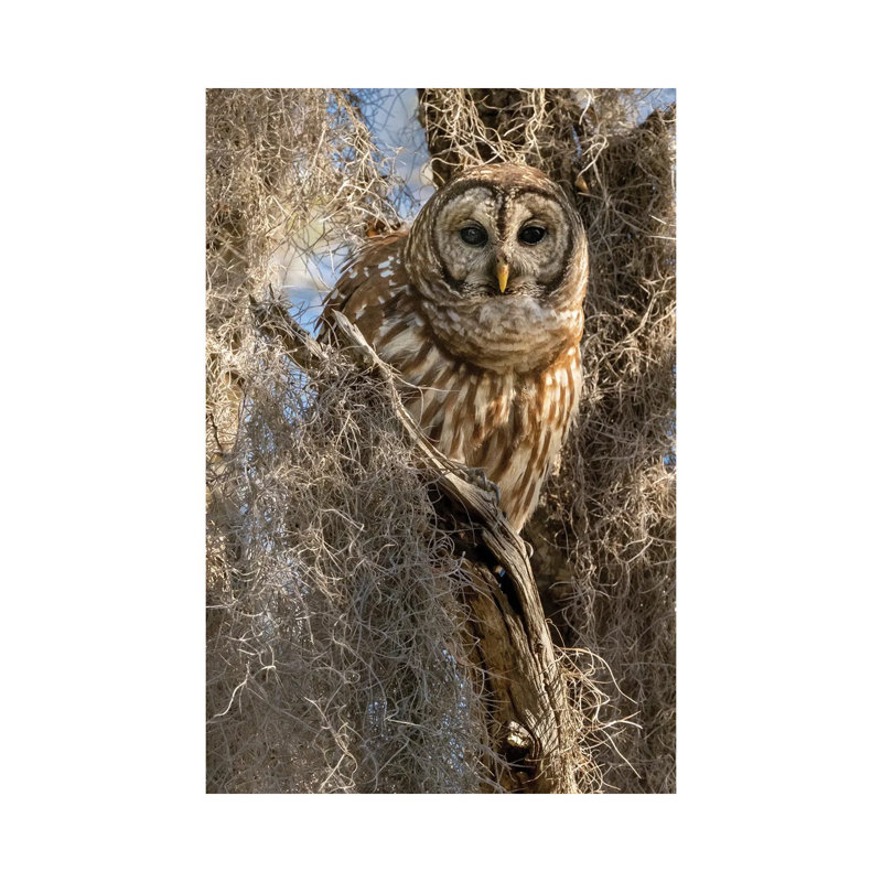 Barred Owl, Aka Hoot Owl In Tree, Florida, USA by Joe & Mary Ann McDonald - Gallery-Wrapped Canvas Giclée on Canvas